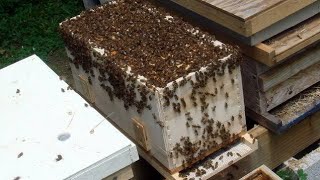 تقسيم خلايا النحل وإنتاج الطرود للدكتور محمد عمر #النحل #تربية_النحل #خلية_النحل