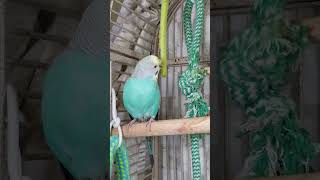 Parakeets Eating Celery, #shorts Cute Budgies Chirping. Reduce Stress of lonely Birds