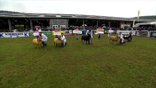 Pencampwriaeth Defaid Cyfandirol | Continental Sheep Championship