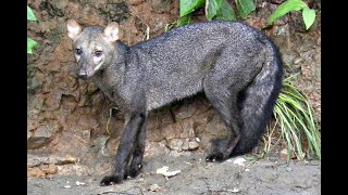 O MISTÉRIO DO GAXITE - ESCUTE O SOM DO ANIMAL TEMIDO E LENDÁRIO