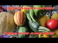 Step Into My 100% Chemical-Free Garden Paradise! No Chemicals, Just Nature – My Organic Garden Tour