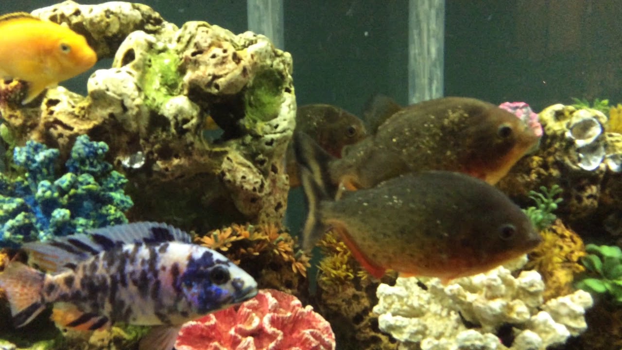 Piranhas And Ciclids Living Together Happily - YouTube