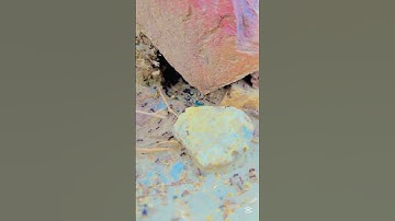 New ant video #shorts #shortvideo #youtubeshorts #trending #new #viralvideo