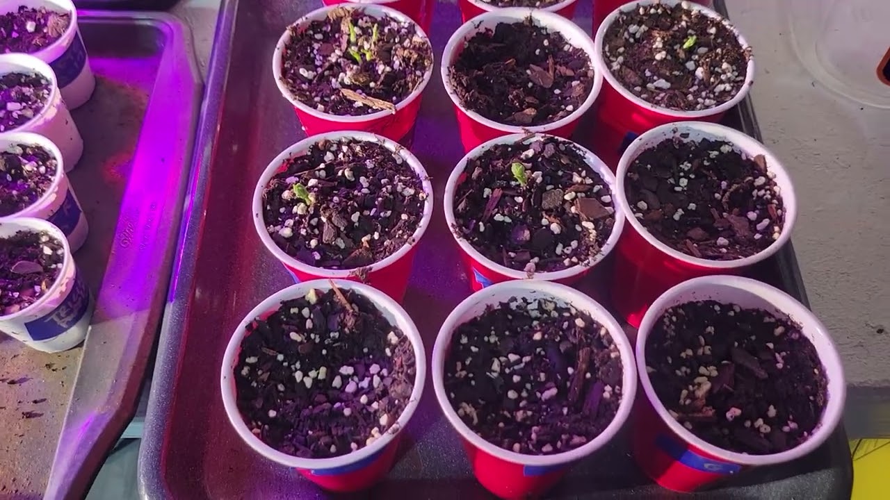 02-22-26: Hydroponic and Gardening Update