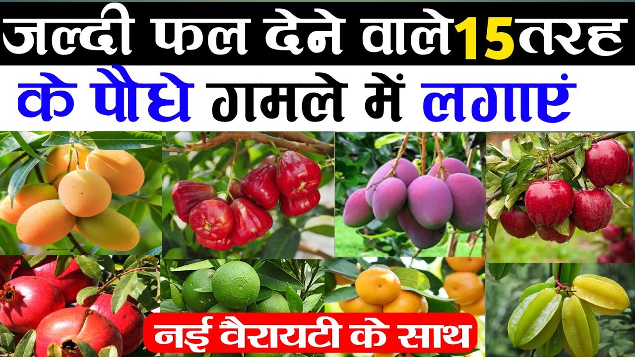 Gavakdil Raste जल्दी फल देने वाले 15 तरह के पौधे गमले में लगाएं | Fast Growing Fruit ...