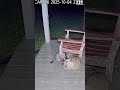 Cat Protects Dog from Storm | Real CCTV Kindness Moment 🐾🌧️ #Shorts