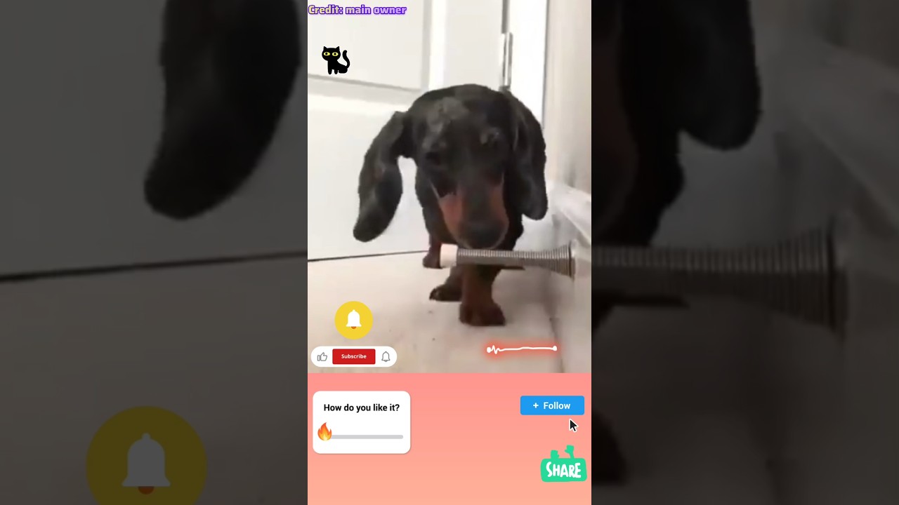 “Dog Found a New Toy 😆