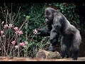 Ivan the beloved gorilla