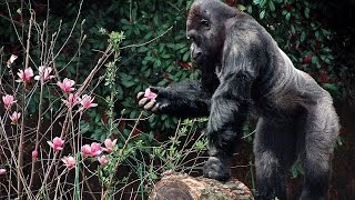 Ivan the beloved gorilla