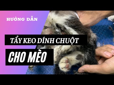 Video HƯỚNG DẪN CÁCH GỠ KEO DÍNH CHUỘT TRÊN LÔNG MÈO - Clean... - youtube