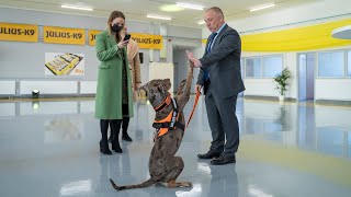 Trust the Process: How Julius-K9 Harnesses Are Crafted for Durability and Comfort