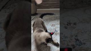 激しく遊ぶ兄妹猫