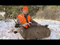 Colorado mule deer buck rifle hunt