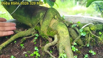 Video 14/09/2020 Cúc Bi Tiên Sinh cây  đế đẹp.đã bán cây số còn cây số 4