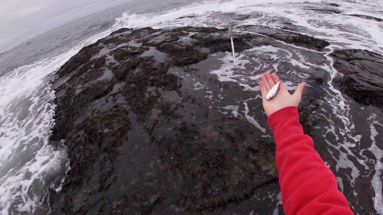 Late Season RI Striped Bass Fishing From the Shoreline