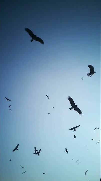 crows in sky - YouTube