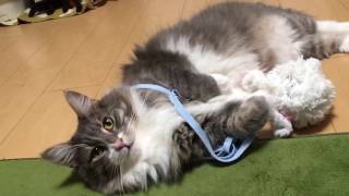 ぬいぐるみを引きずって歩く猫 ノルウェージャンフォレストキャットwalk with one's stuffed rabbit trailing.Norwegian Forest Cat.