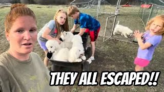 I Made A Big Mistake This Morning And They Are Missing!! by Life On The Eddy Family Farm 11,807 views 1 month ago 24 minutes