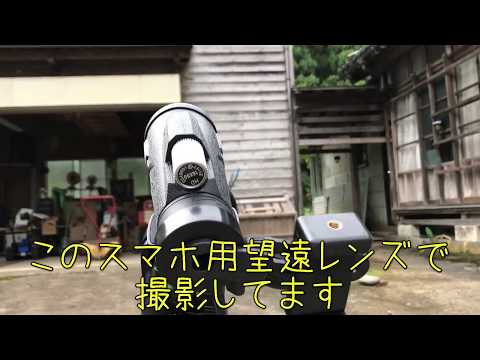 キイロスズメバチの巣成長記録【9月24日】