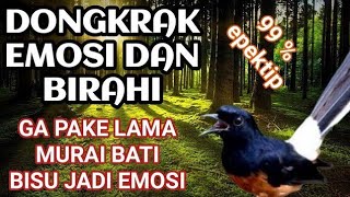 pancingan murai batu pagi dan sore hari supaya bongkar materi