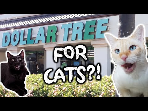 فيديو: دليل مالك Cat إلى خيارات Kitty Litter