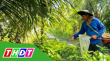Thu nhập cao từ đi câu rắn mối ở miền Tây | THDT