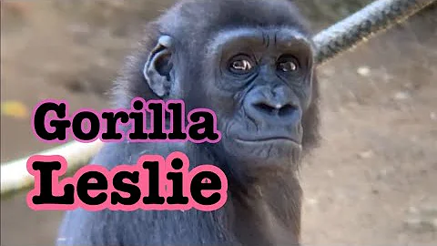 Gorilla 🦍 Winston family ❤️🦍ゴリラ　ウィンストン家族