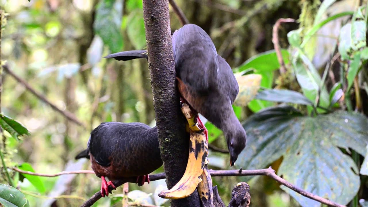 Sickle-winged Guan, Chamaepetes goudotii