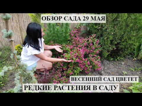Video: Lõhnav Kuslapuu
