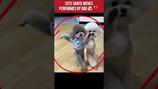 Cute Dance Moves Performed By A Dog! 🐶❤️🕺 #shorts