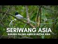 Tali Pocong | Seriwang Asia: Burung Eksotis Penghuni Rimba Asia
