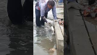 Massive Drain Blockage Cleared — Flood Water Vanishes Instantly #uncloggingdrains #shorts