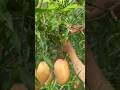 Fruit mango #youtubeshorts