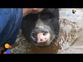 Farmer Reunites with Animals After Hurricane Harvey | The Dodo