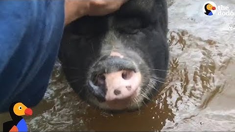 Farmer Reunites with Animals After Hurricane Harvey | The Dodo