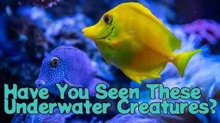 Have You Seen These Underwater Creatures? | #nature #underwater #animals #beautiful #creatures