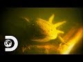 Nick Catches An Incredible Axolotl | Nick Baker's Weird Creatures