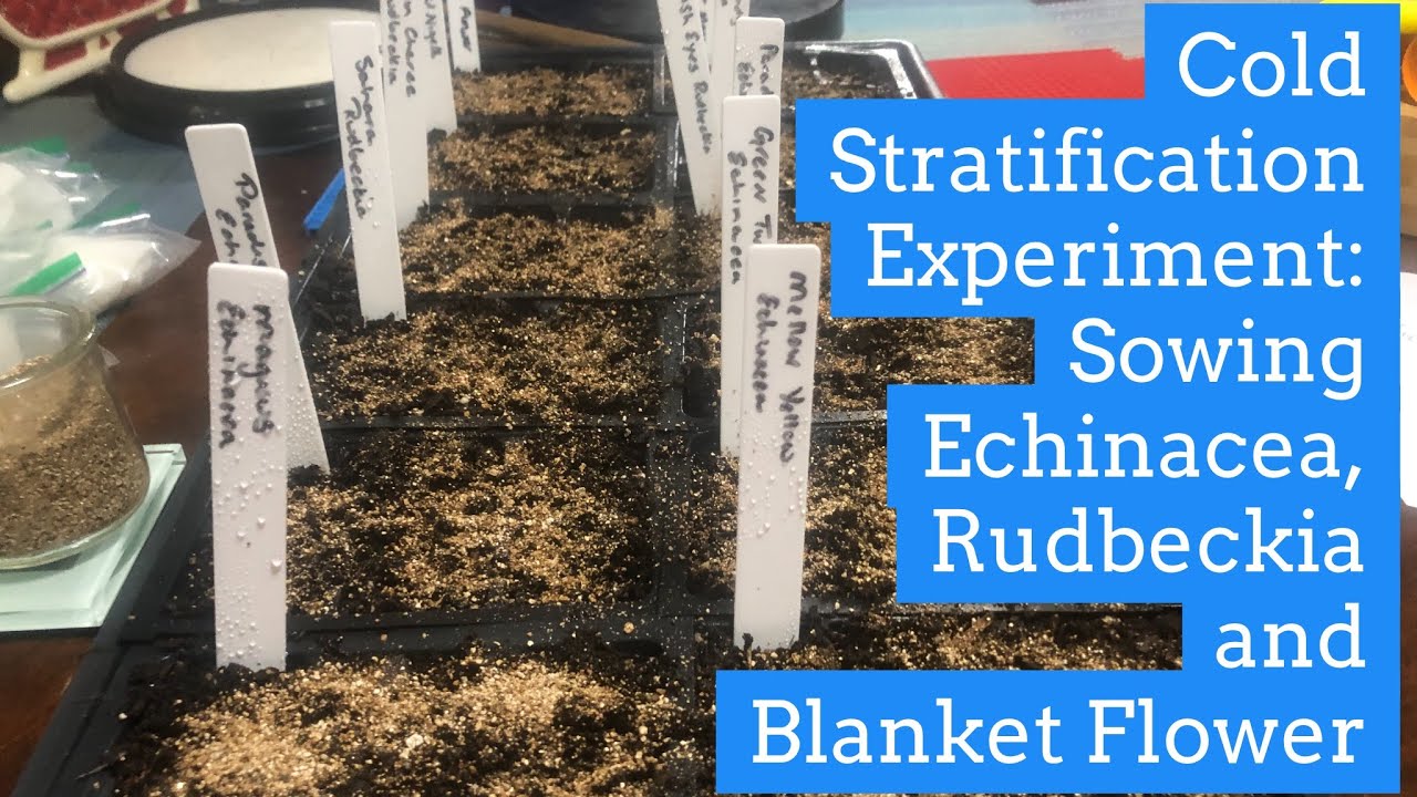 Cold Stratification Experiment: Sowing Echinacea, Rudbeckia and Blanket Flower