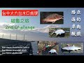 台中火力路亞釣～破龜之旅[路亞 海釣 岸拋 微鐵]～Homas Lure Fishing Trip 2018/09