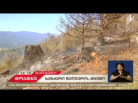 წაღვერის ტყეში ხანძარსაწინააღმდეგო სამუშაოები თითქმის დასრულებულია