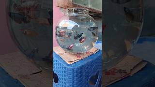 💥🐬How to choose betta fish🐠| Kolathur fish market🐟| #shorts #aquarium #kolathur #bettafish