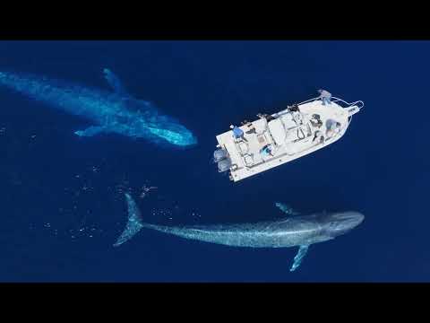 The Best Blue Whale Drone Footage on YouTube 2023!