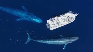 The Best Blue Whale Drone Footage on YouTube 2023!