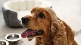 Comparing the Fluffiness and Size of Cocker Spaniels and Newfoundlands