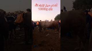 أضحم ثور يزن 1000kg