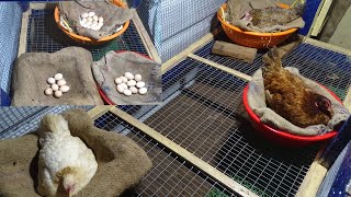 Amazing Born chicks in variety Natural Hatching method