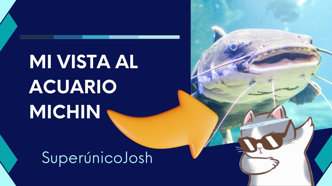 Visita al acuario Michin en plaza tepeyac - YouTube