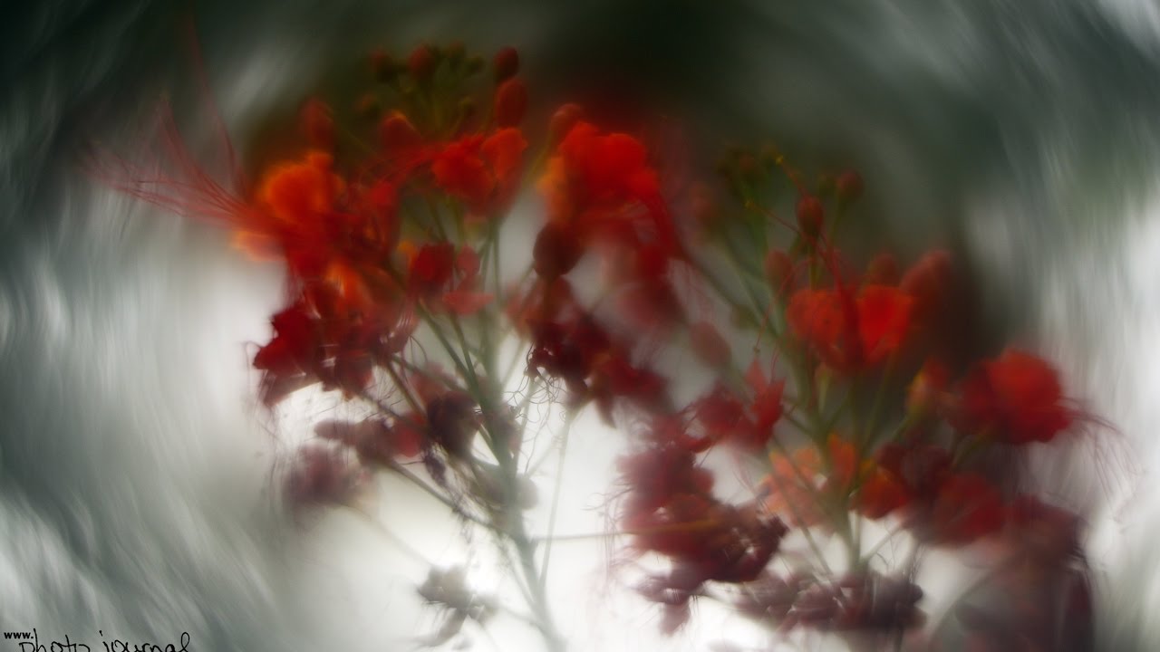 helios 44 2 bokeh helios 44 2 bokeh