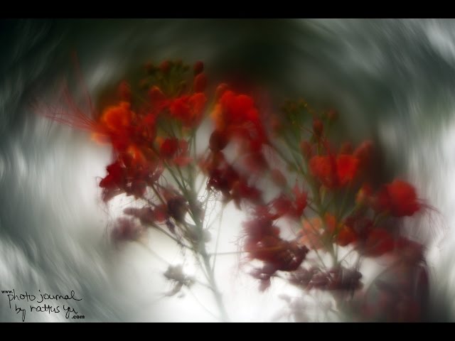 Extreme Swirly Bokeh Modified Helios 44-2 58mm f/2 - YouTube