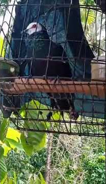Merpati hutan sulawesi